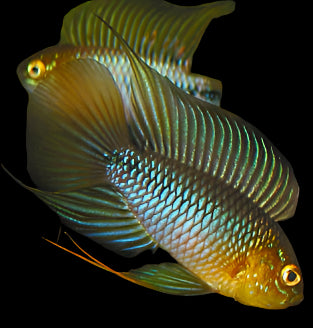 UMBRELLA DWARF CICHLID (Apistogramma borellii .sp Opal)