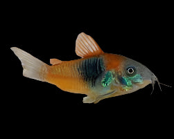 VENEZUELAN CORYDORA (Corydoras Venezuelanus) 1-1.5" (2.5-4cm) 2404