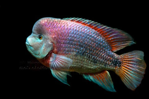 VIEJA BREIDOHRI (Vieja Breidohri "rio salado")