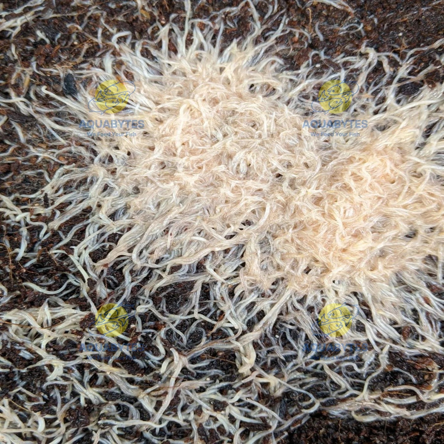 WHITE WORM CULTURE (Enchytraeus albidus) (for betta and larger fish)
