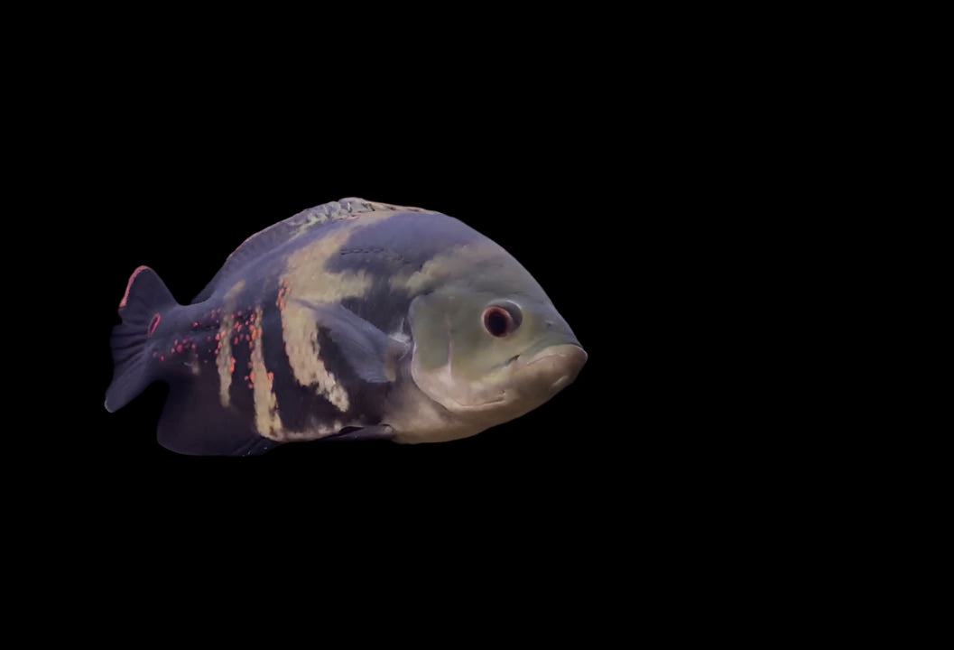 WILD OSCAR (Astronotus ocellatus) 2.5"