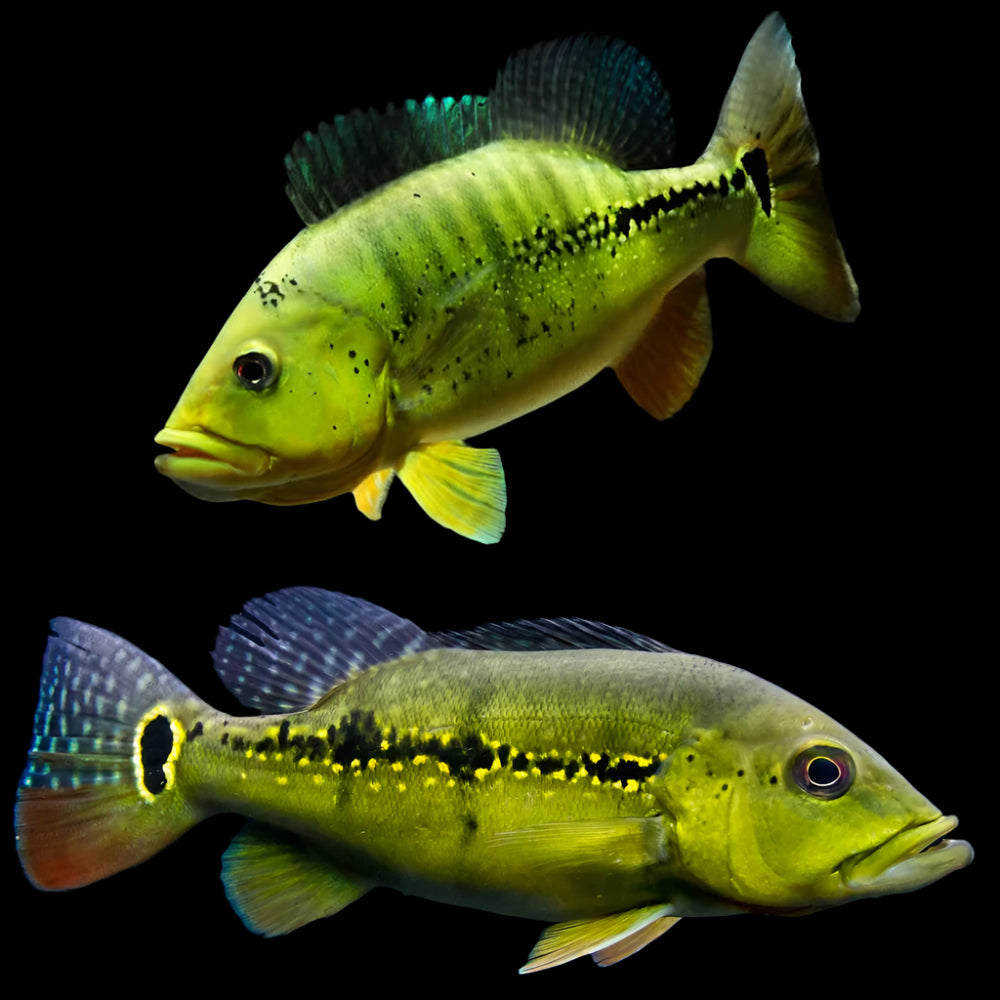 XINGU PEACOCK BASS *Cichla melaniae* 2.5-3" D2405M