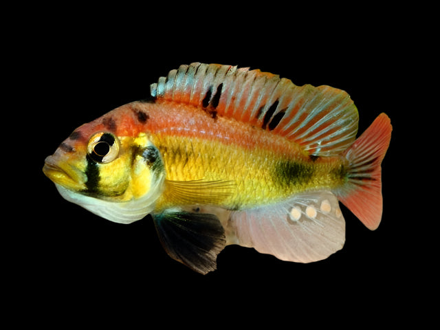 YELLOW BELLY ALBERT (Astatotilapia Aeneocolor) 3" show males