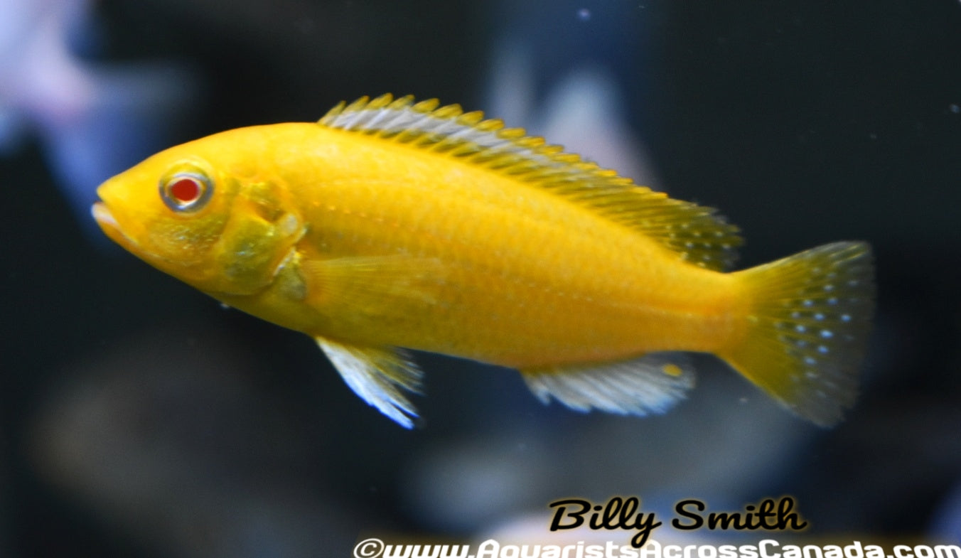 YELLOW LAB ALBINO (LABIDOCHROMIS CAERULEUS. SP ALBINO) 1.5" - Aquarists Across Canada