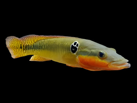 ZEBRA PIKE (Crenicichla Zebrina) 10" wild - Aquarists Across Canada