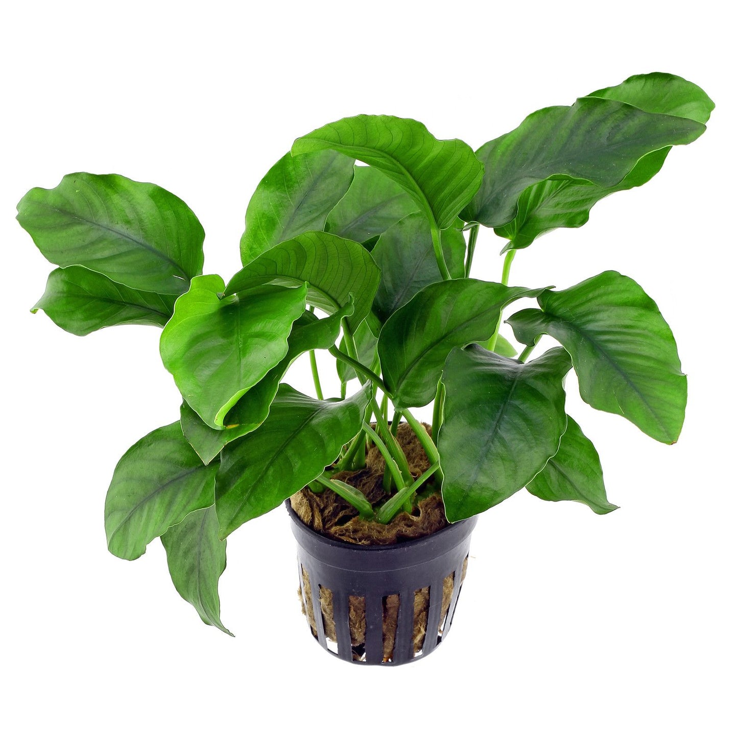 potted Anubias - Aquarists Across Canada
