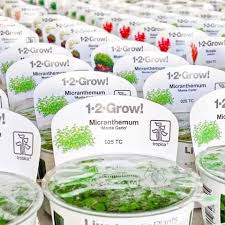 Tropica cup plants - Aquarists Across Canada