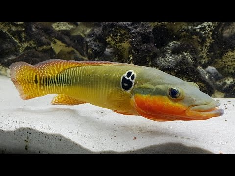 Zebra pike shop cichlid care