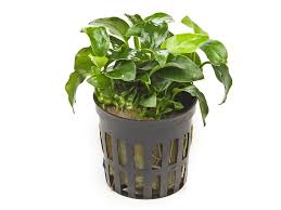 potted Anubias - Aquarists Across Canada
