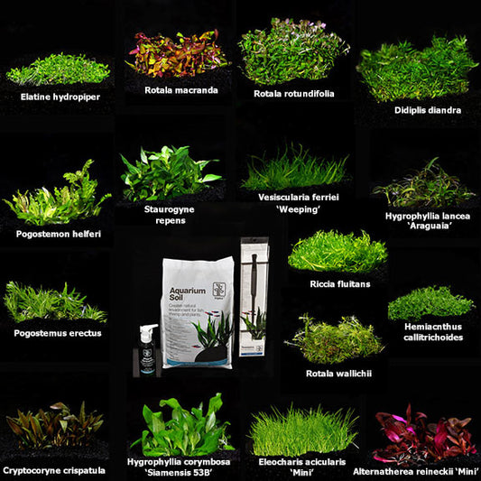 Tropica cup plants - Aquarists Across Canada
