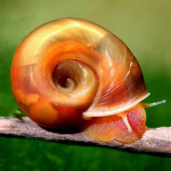 http://aquaristsacrosscanada.com/cdn/shop/products/red-ramshorn-snail-7x7.jpg?v=1617227747