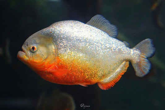 RED BELLY PIRAHNA (Pygocentrus nattereri) - Aquarists Across Canada