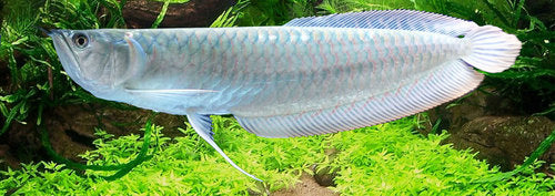 SILVER AROWANA (Osteoglossum bicirrhosum) - Aquarists Across Canada
