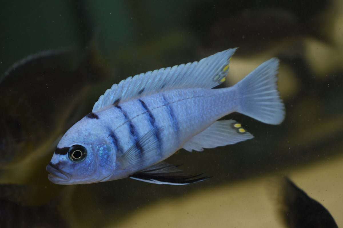 AquaristsAcrossCanada – Aquarists Across Canada