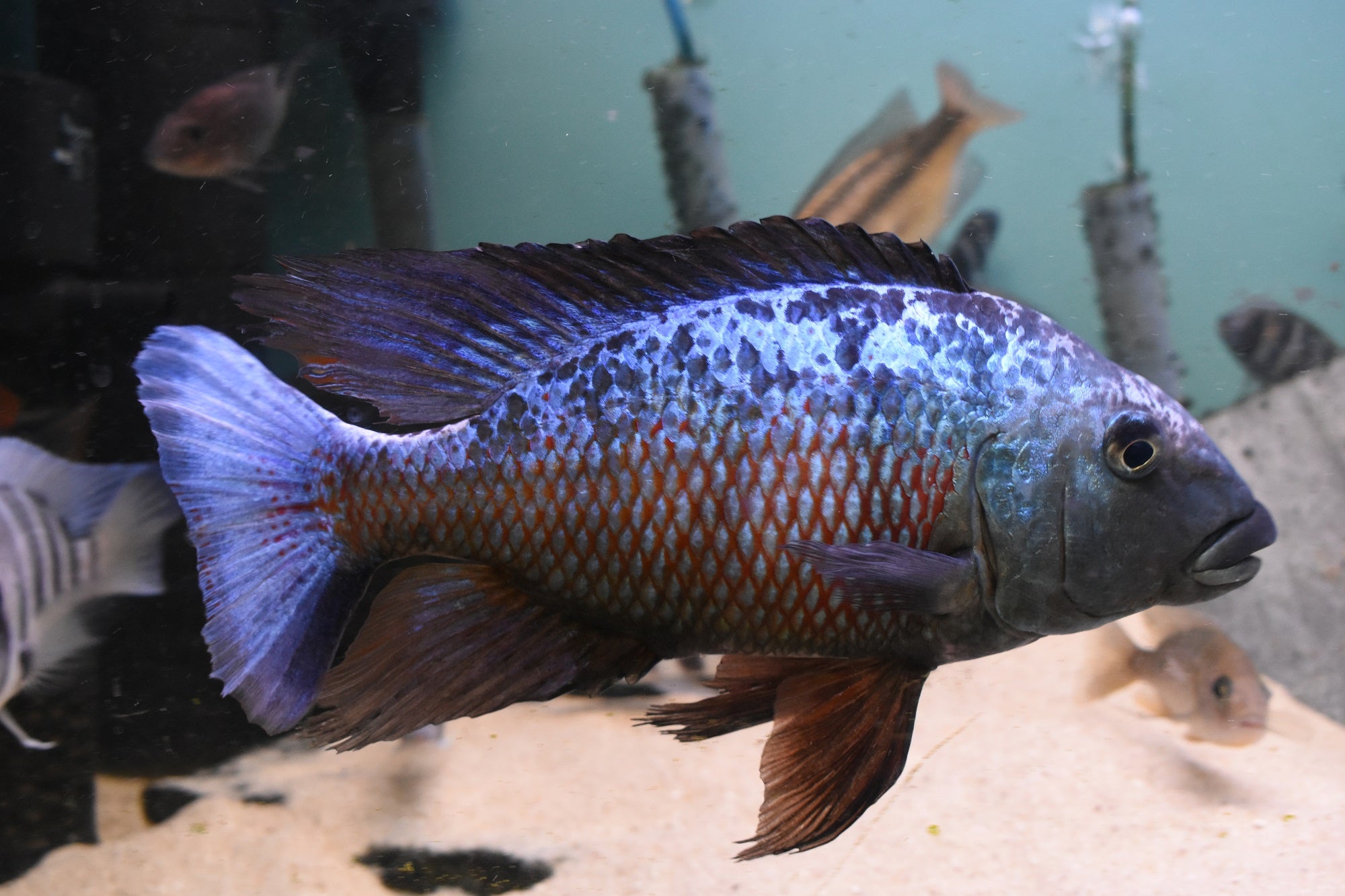 Online cichlid sales fish store