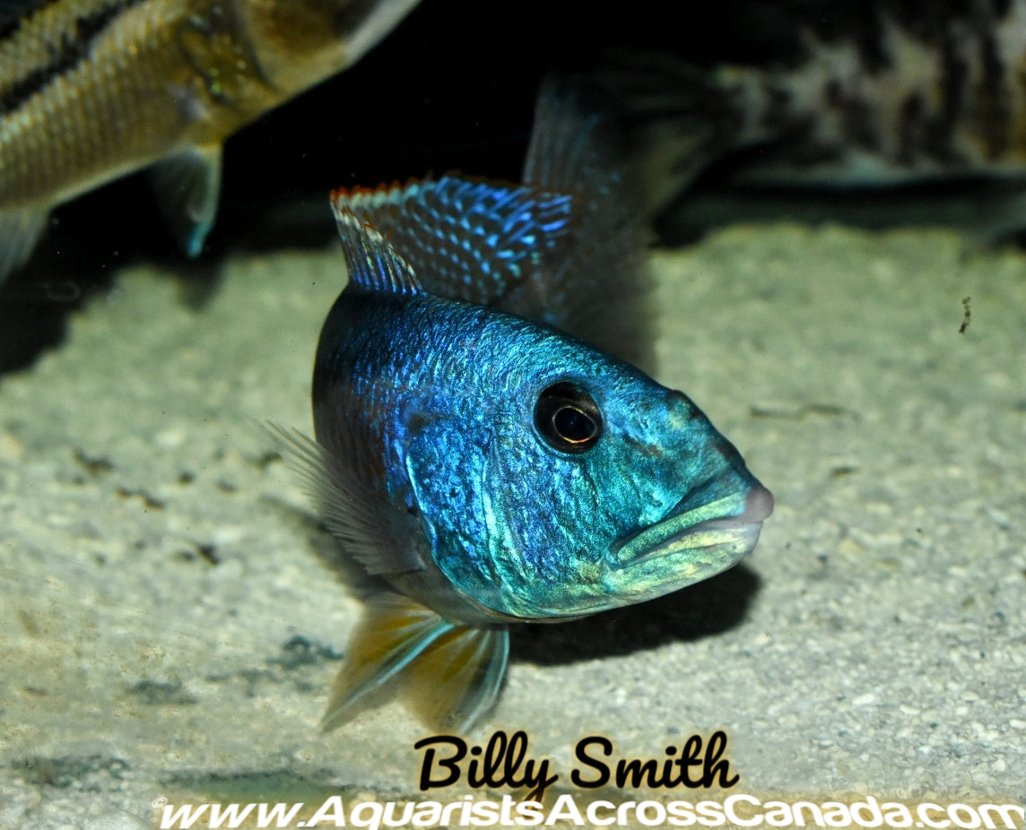 AquaristsAcrossCanada – Aquarists Across Canada