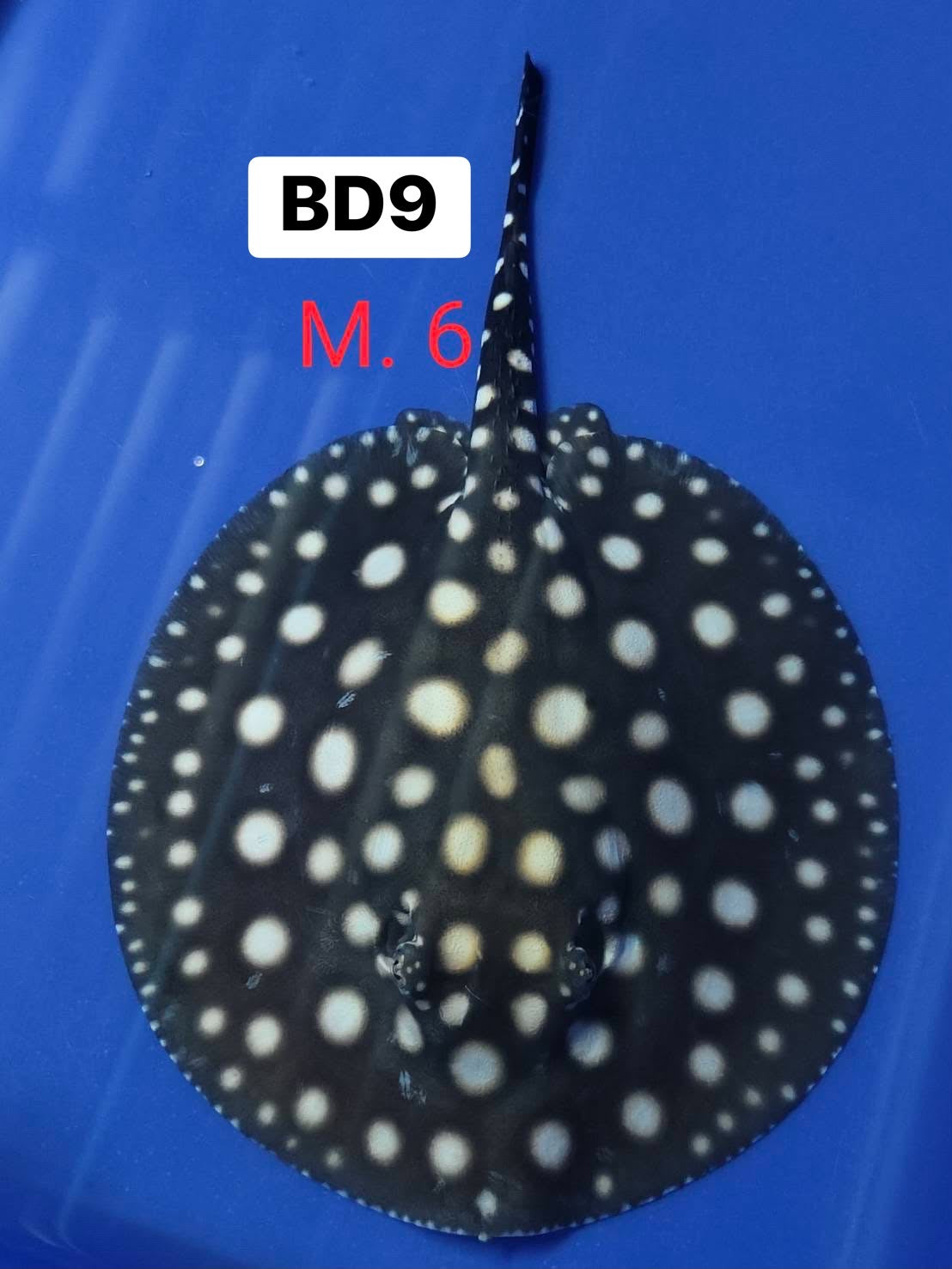 BLACK DIAMOND STINGRAY (Potamotrygon leopoldi) Price is for pair male and female Breeding pair