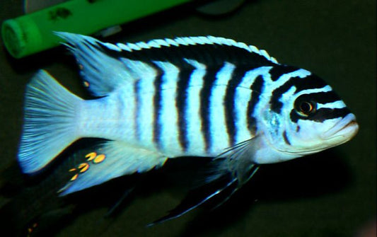 METRIACLIMA .SP ZEBRA "KATALE"