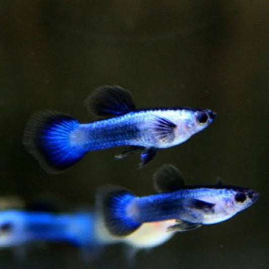 PANDA GUPPY ( PAIR ) (Poecilia reticulata)