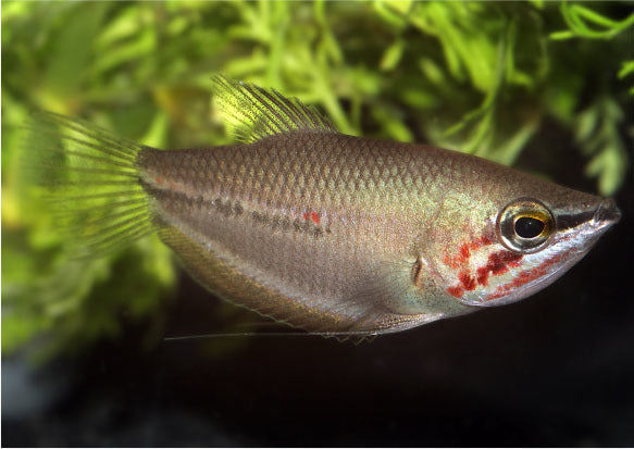 GIANT CHOCOLATE GOURAMI (Sphaericthys acrostoma)