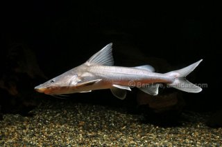 ARMORED SEA CATFISH (Hemiarius stormii) *Ultra rare* 2407