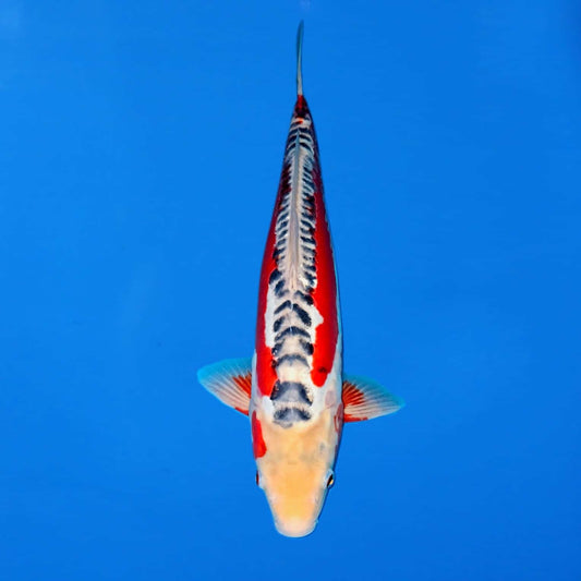 SHUSUI KOI (Cyprinus Carpio) 5"