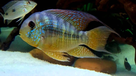 GEOPHAGUS BALZANI (Gymnogeophagus balzanii) 2.5"