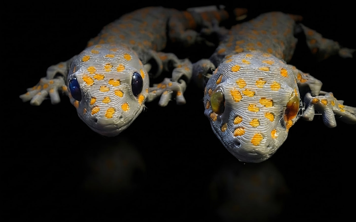 3D ARTICULATED ANIMALS