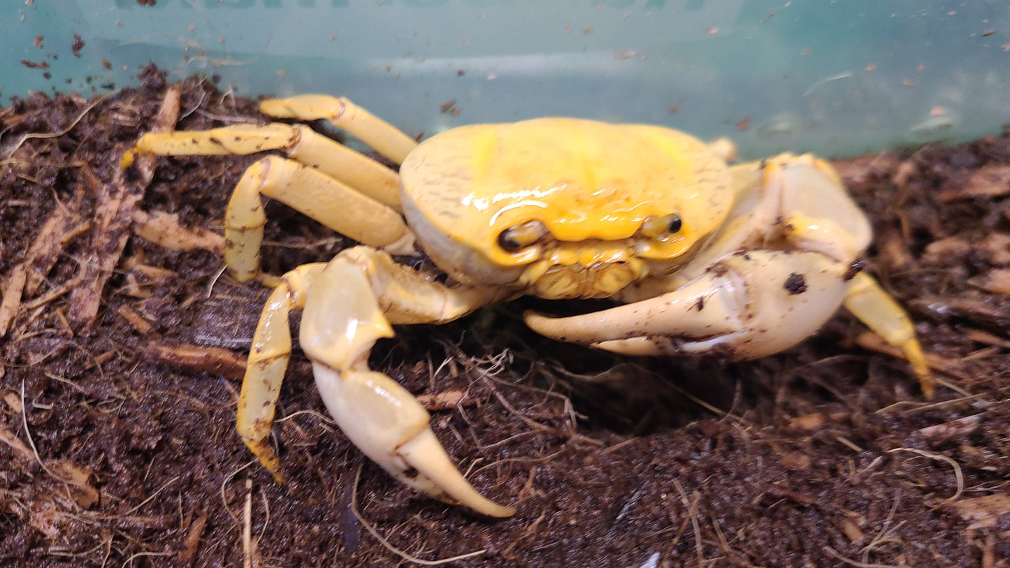 BANANA CRAB (Geothelphusa Albogilva) *Terrestrial*