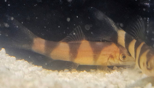 Y LOACH (CLOWN LOACH YOYO LOACH HYBRID) *First in north america*