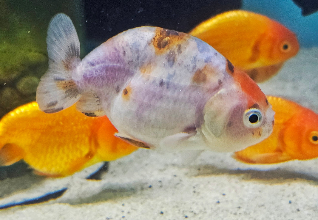 Carousel Goldfish Goldfish – Aquarists Across Canada