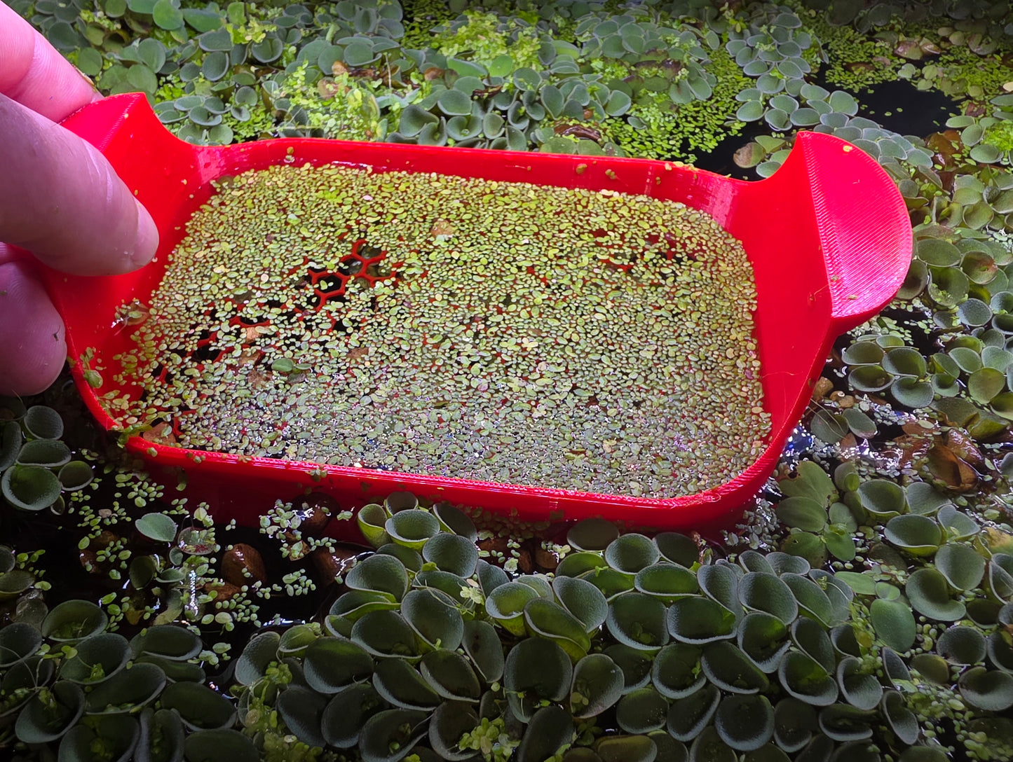 Duckweed removal tool!