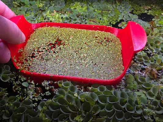 Duckweed removal tool! - Aquarists Across Canada