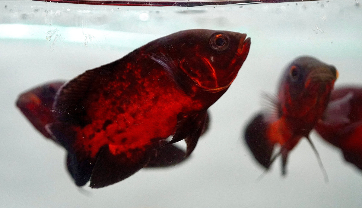 BLACK CHILI OSCAR (Astronotus ocellatus) 3"