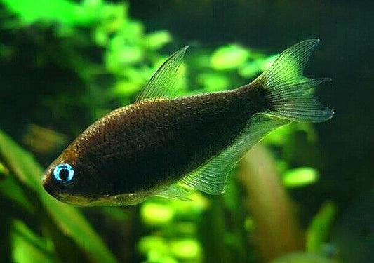 BLACK EMPEROR TETRA (Nematobrycon palmeri)