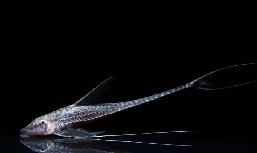 ANTENNA WHIPTAIL (Pterosturisoma microps Rio Amazonas) "Rare"