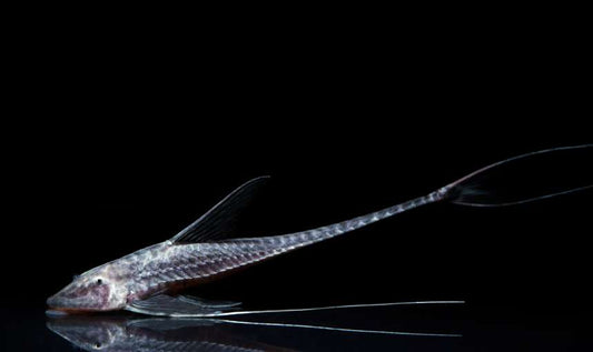 ANTENNA WHIPTAIL (Pterosturisoma microps Rio Amazonas) "Rare"