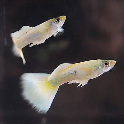 GUPPIES FULL PLATINUM (Poecilia reticulata) Online Shipping only