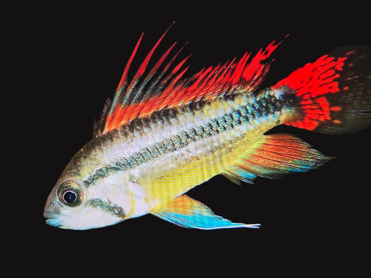COCKATOO DWARF CICHLID (Apistogramma cacatuoides)