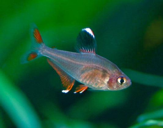 ORNATE TETRA (Hyphessobrycon Bentosi)