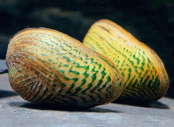AVOCADO CLAM (Scabies crispata)