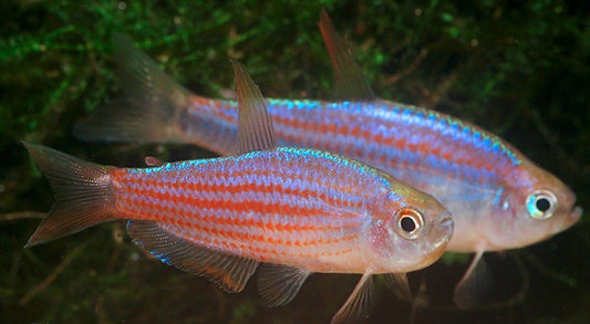 STRIPED KING TETRA (Inpaichthys Paraupiranga) *RARE*