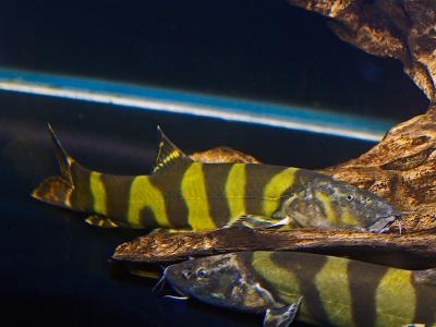 IMPERIAL FLOWER LOACH (Lepbotia Elongata) *RARE*