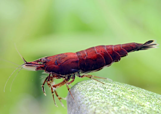 ONYX SHRIMP (Neocaridina denticulata Var) Taiwan S grade - Aquarists Across Canada