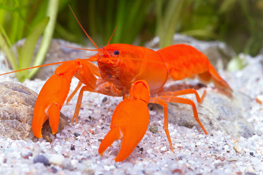 APRICOT LOBSTER (Cherax Holthuisi)