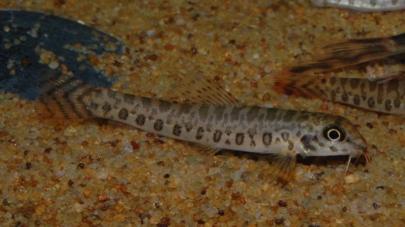ZIPPER LOACH (Acanthocobitis botia)