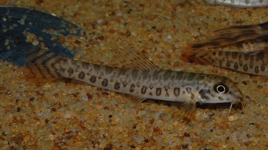 ZIPPER LOACH (Acanthocobitis botia)