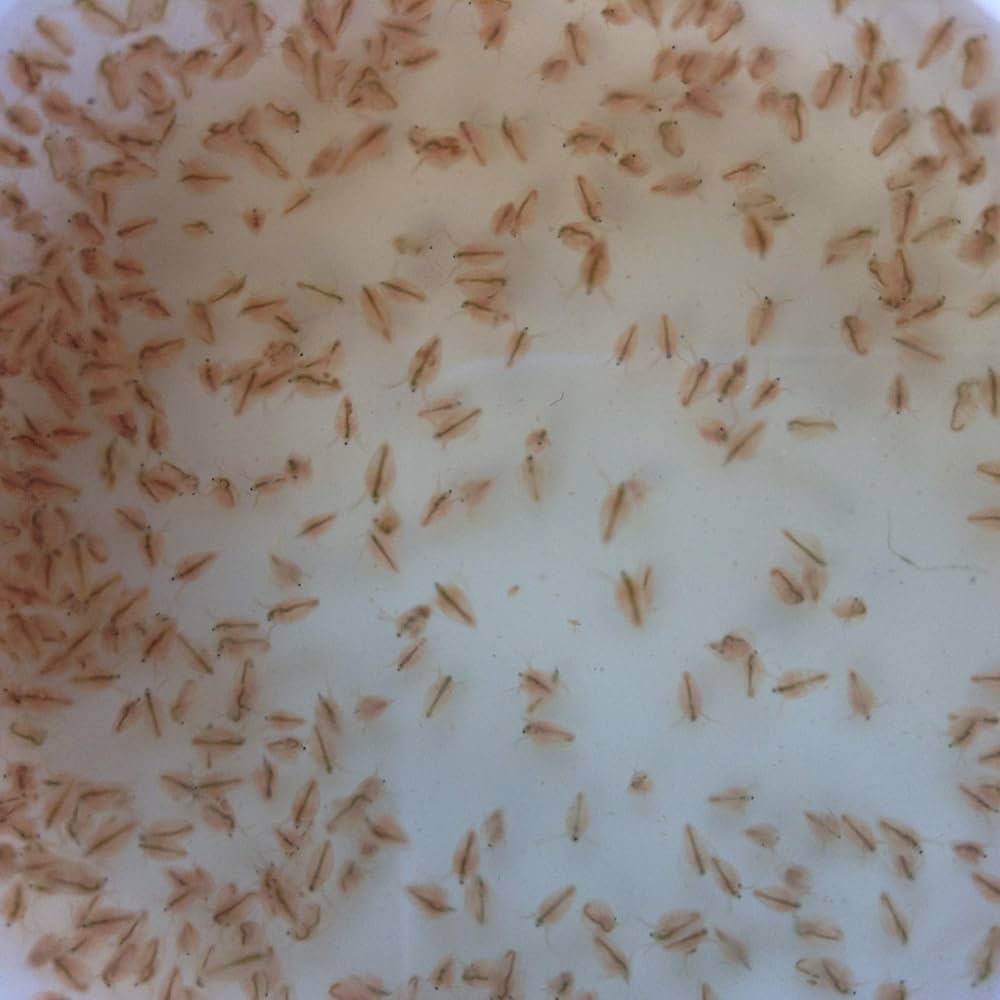 DAPHNIA CULTURE (Daphnia .spp)