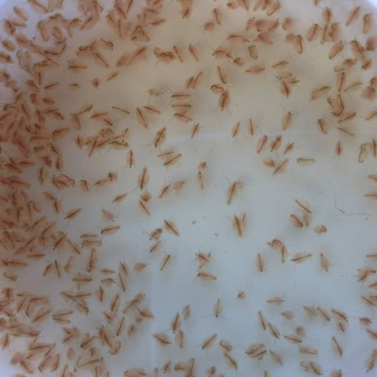 DAPHNIA CULTURE (Daphnia .spp)
