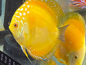 DISCUS GOLDEN CRYSTAL *Symphysodon aequifasciatus* 2.5-3" 2404